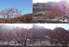 金年会下载app包含Q葎m?